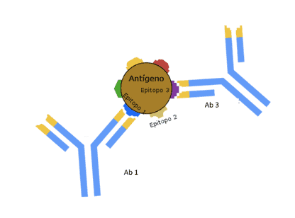 Differenza tra antigene ed epitopo